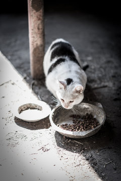 Farmcat having a snack