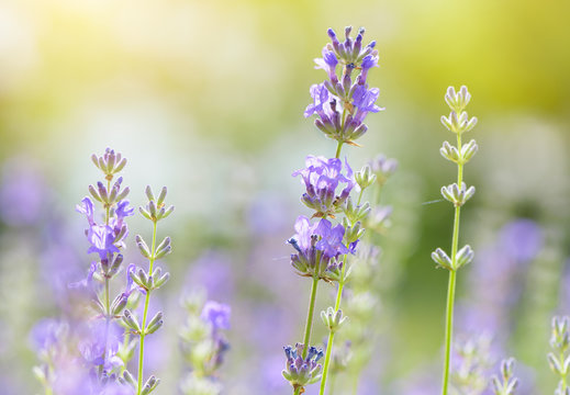 Lavender flower blooming scented field close up. Bright natural background with sunny reflection. 