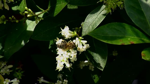 Eine Biene auf Ligusterblüten