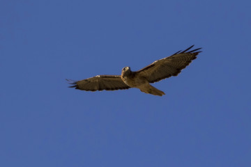 Obraz premium Bird hawk hunting high above Los Angeles park