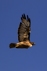 Bird hawk flying above Los Angeles park