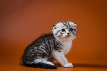 Cute Scottish fold bi-colour kitten sitting against a orange background, one month old. 