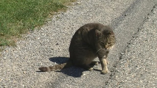 Unser grau gestreifter Kater "Tiger" kratzt sich am Hals