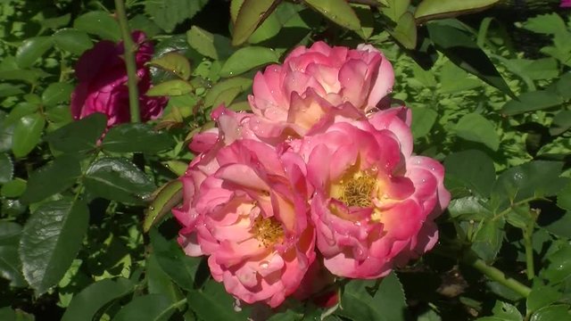 Rosa Rosenblüten mit Wassertropfen verziert bewegen sich im Wind