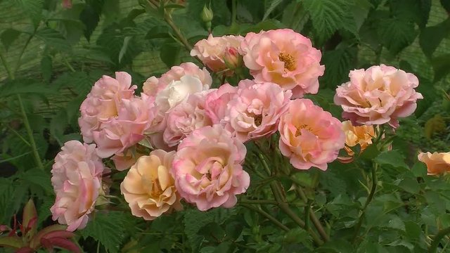 Lachsfärbige und rosa Rosenblüten bewegen sich im Wind