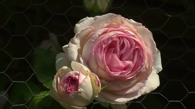 Eine offene und eine geschlossene creme- und rosafarbene Bl&uuml;te der Rose "Eden 85" (Herberstein) bewegen sich im Wind