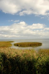 Schilfgürtel am Stettiner Haff