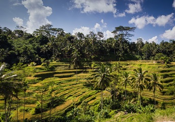 Fototapeta na wymiar Bali Rice Fields