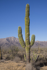 baja california sur desert