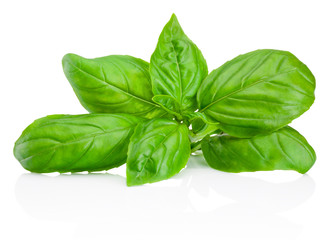 Fresh green basil herb leaves isolated on white background