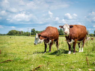 Fototapeta na wymiar Cows in grass field