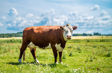 Naklejka na ściany i meble Cow in grass field 2