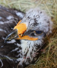 Baby Eagle