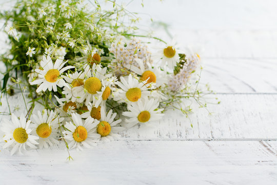 Daisy chamomile flowers on wooden garden table