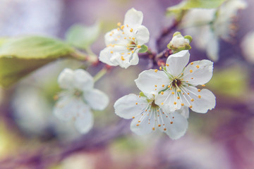 White cherry flower