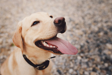 Close-up of a dog puppy labrador head outdoors in nature performs a command to sit and smiles,...