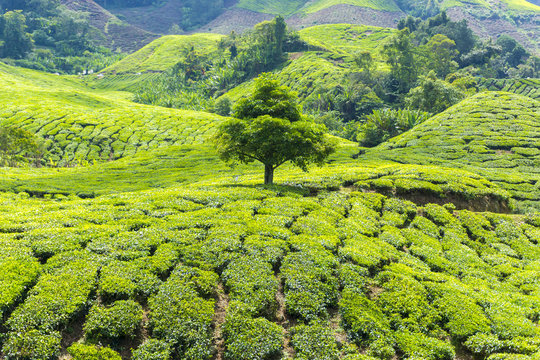 Khoon Tree Khoon Images – Browse 42 Stock Photos, Vectors, and Video | Adobe Stock