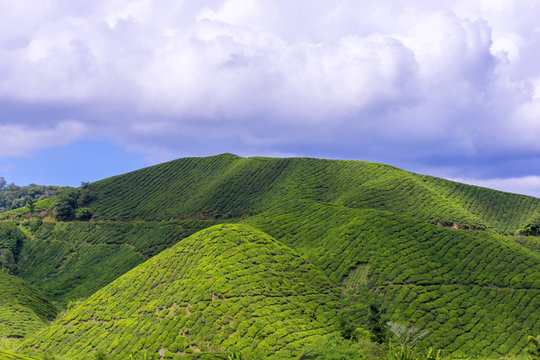 Khoon Tree Khoon Images – Browse 42 Stock Photos, Vectors, and Video | Adobe Stock