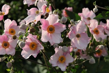 windflower blooming pink petals