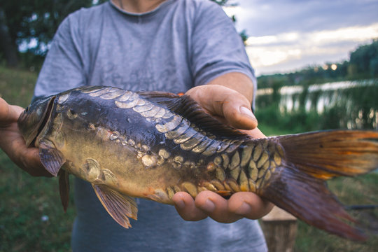 The fisherman is holding a catch - a large carp.
