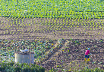 CAMERON HIGHLANDS PAHANG, MALAYSIA - 06/03/2016: farm workers are farming on a beautiful morning
