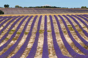 lavender fields, provence, france, valensole, lavender flowers