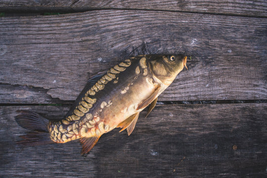 Fresh river fish carp on a wooden background.