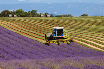 lavender harvest, provence, france, lavender fields, harvester in valensole