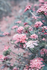 Цветы на размытом фоне.