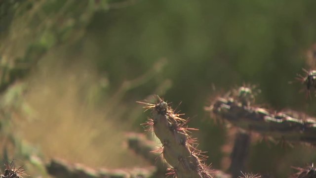 Cactus Wren on Cholla Cactus