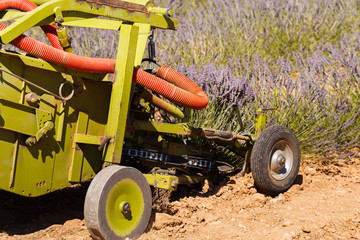 lavender harvest, provence, lavender fields, harvester and tractors