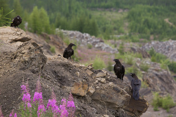Four ravens on cliff