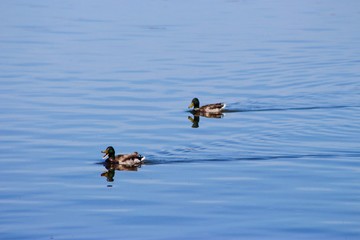 Zwei Enten im Wasser 