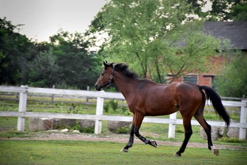 Brown horse