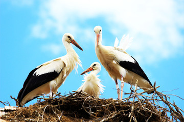 White storks, young generation in nest