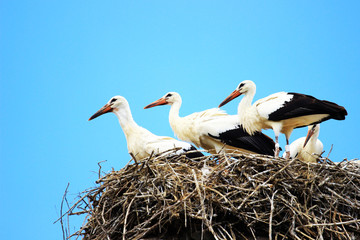 Four young white storks in nest on house roof