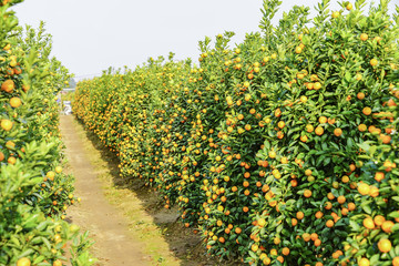 Fototapeta na wymiar Growing Tangerines