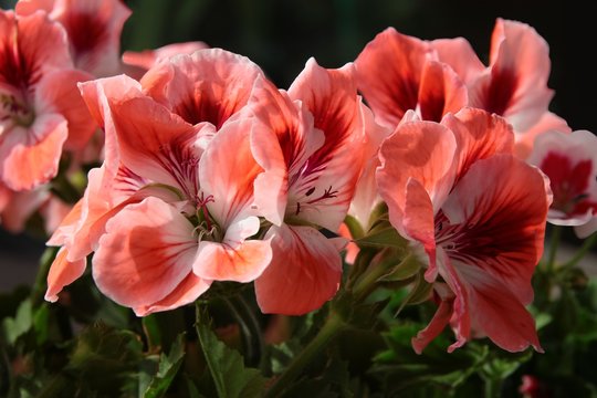 pink and red flowers of geranium pelargonium plant