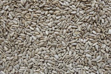 sunglower seeds background
