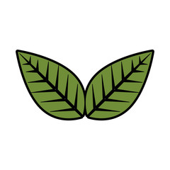 leaves icon over white background colorful design  vector illustration
