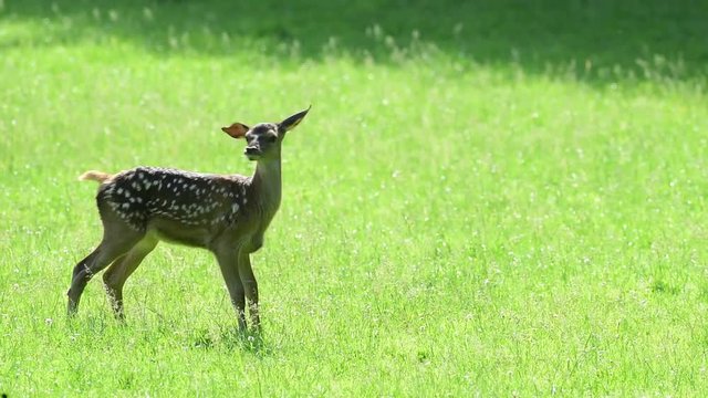 Rotwild K&auml;lber spielen auf Waldwiese, Juni