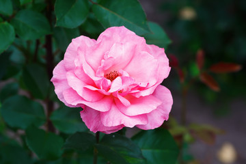 Bright pink rose flower on a blurred background of green foliage. Shallow depth of field. Selective focus.
