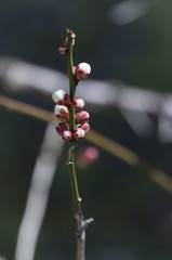 Spring plum blossom in shrine,Japan.