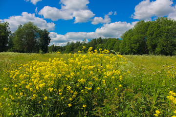 Летний парк
