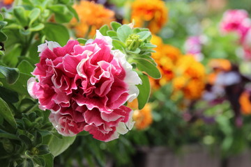 Bunter Balkonkasten  im Sommer