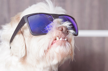 Lhasa apso dog wearing blue mirrored sunglasses