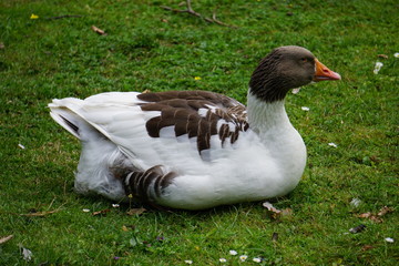 Canard Skansen Stockholm