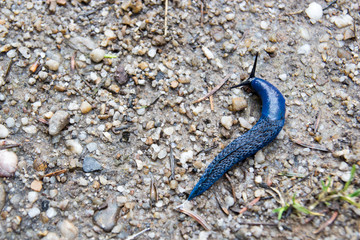 Blue slug