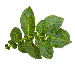 Potato branch isolated on white background