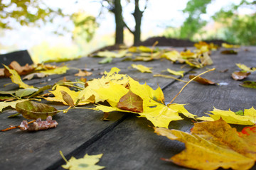 Yellow autumn leaves lying on a wooden table in the forest